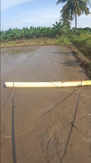 Preparing the nursery for sowing paddy seeds #paddy #seeds #nursery