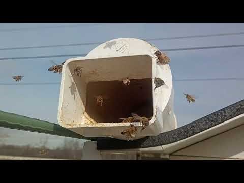 Using pollen substitute for honey bees