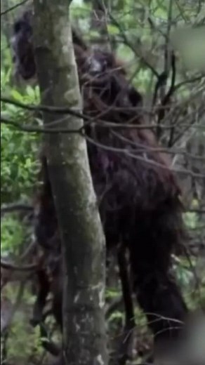 Trail Cam Captures CLEAR EVIDENCE of Bigfoot #shorts #caughtontrailcam