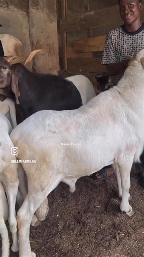 3.7K reactions · 81 shares |  The Magic of Quiet Pens 狼 Noise...