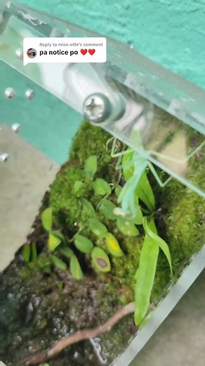 Feeding Mantis: What Do Praying Mantis Eat?