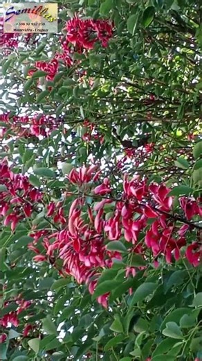 Ceibo (Erythrina crista-galli). Montevideo, Uruguay
