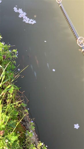 BAMASUTO!SETTING!!JAPAN METHOD!ULTIMATE ALABAMA RIG!!