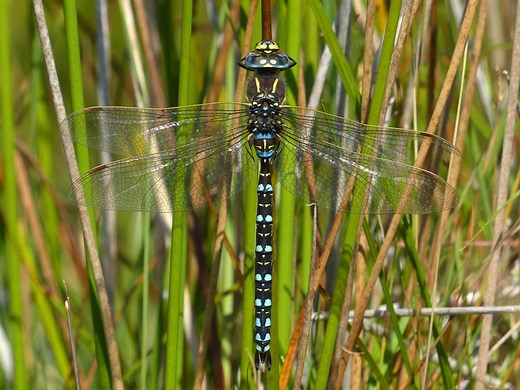 Common Hawker - British Dragonfly Society