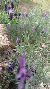 647K views · 10K reactions | Plus d’infirmation dans mon groupe " Votre santé par les plantes (azmart nwen s tahcicin) . | Samia Rehane | Facebook