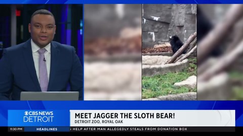 Sloth bear ready to show off playful side at Detroit Zoo
