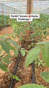 Tomato Hacks challenge #gardentips #vegetables #vyp #viral #seo #foryou #vypシ #trending #tomatogrowing #growingplants #tomato #agriculture #tomatogrowing #tomatogardeningtips #tomatohacks #growingtomatoes #tomatogardeningchallenge #veggiegarden #organicgardening #gardeningtips #gardenlife #yardwork | Seed To Harvest | Facebook