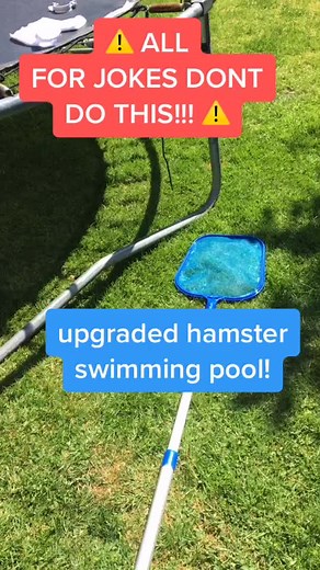 Hamster Swimming Pool Safety Tips: How to Prevent Drowning