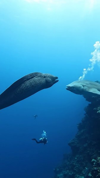 Two colossal ocean giants face off in the deep blue! A massive eel and enormous sunfish circle each other in a tense territorial standoff that erupts into an incredible underwater clash.