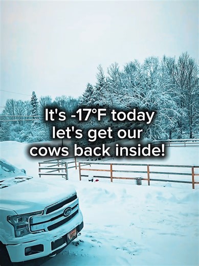 Back to the barn 🥶 #cows #maine #cold #winter #farm
