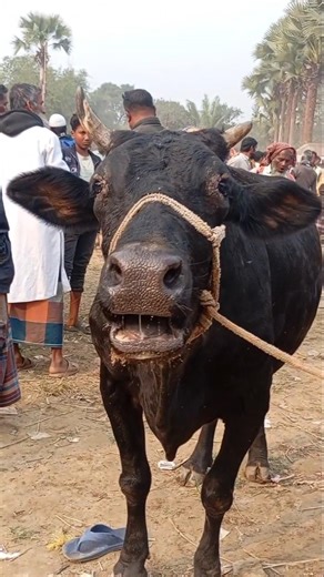 cow sound#cow moo sound#Big Holstein cow Moo sound #cow market