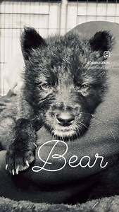 Introducing ‘Bear’ 💕🐺 #thewolfanddogdevelopmentcentre #wolf #wolfdog #wolves #puppies #pup #cornwall | The Wolf and Dog Development Centre