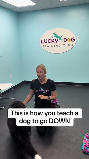 Effective Dog Training Tips for Teaching 'Down' Command