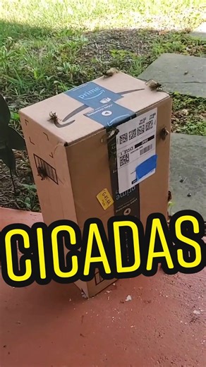 #cicadas #broodx #cicada #nope
