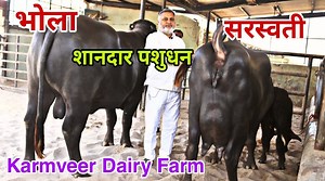 1.3M views · 38K reactions | Bull Name - BHOLA || Mother - Saraswati (4 Time India Champion) || Karmveer Breeding Farm || | Sansaniwal Dairy Farm | Facebook