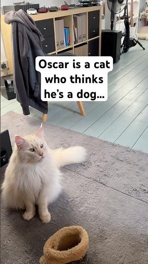 They say Maine Coon cats are more like dogs…