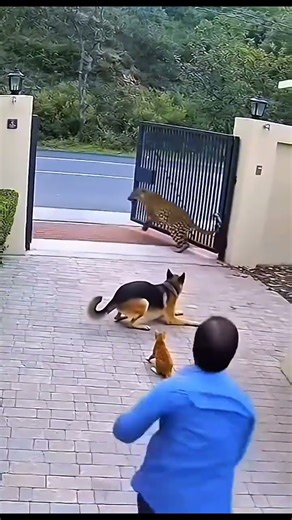 A leopard sneaks into a villa through an open gate and tries to attack the guard dog😔🐕 #catwatch