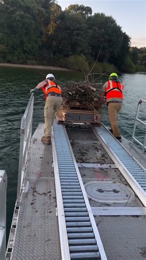 How Wooden Structures Help Build Fish Habitats