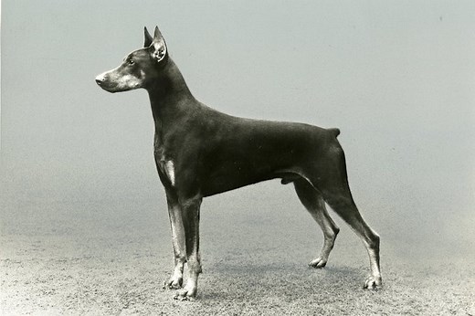 Doberman Pinscher History: From Guard Dog to Showman