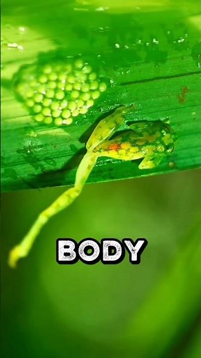 The World’s Most Invisible Creature 😳🐸 #shorts