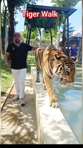 Walk with Tiger | Slow Motion walk with Tiger | Tiger Slow Mo walk |