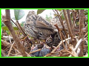 See What Happens to Baby Bird Poop! Birds in the Nest 4-16-12