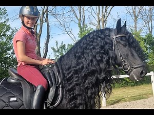 Avery on Trail Friesian Horses for sale https://www.blacksterlingfriesians.com 415-272-2112
