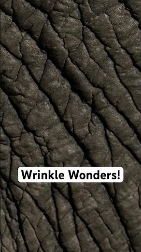 Why Do Elephants Have Wrinkly Skin?
