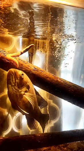 My 6 year old sunfish #cooking #fishing #outdoors #easyrecipe #cheapprice #seafoodlover | Wade Fishez