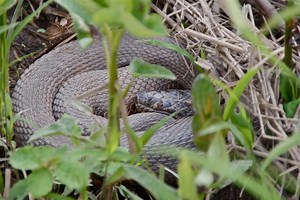 When Confronted with a Copperhead: A Guide to Snake Safety