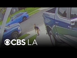 Coyote connected to several attacks in Los Angeles County