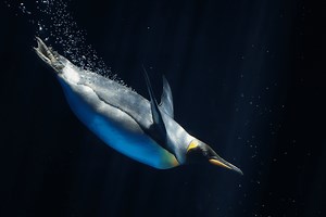 Feathers Protect From Water — Biological Strategy — AskNature