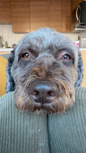 Happy Sunday! Sharing Shay’s Love eyes with you today. ❤️ | Heather Thomas Art