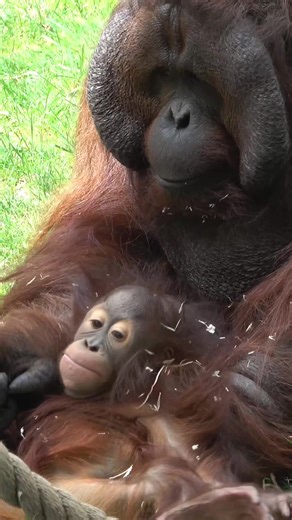 Happy birthday Bob! This great ape is 20 today. Bob is known throughout the Oregon Zoo for his unique bond with 3-year-old Jolene. Though male orangutans typically don’t play much of a role in parenting, Bob is an active father who can often be seen playing with and caring for his daughter 💕 #animals #orangutan #birthday #girldad #oregonzoo