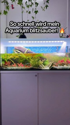 Komplette Aquariumpflege in nur 10 Sekunden! 🐠✨
