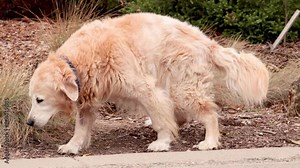 Dog Pooping on Great Ocean Road