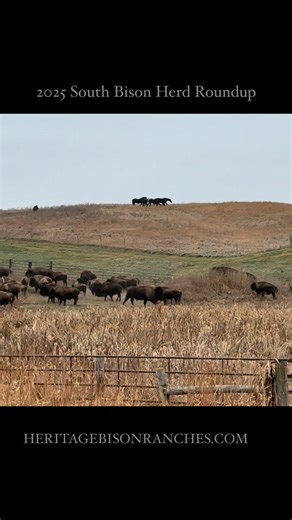 19 reactions | Heritage Bison Ranches on Reels | Facebook