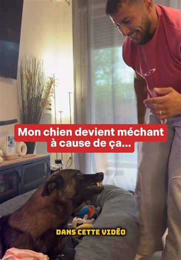 Il devient méchant à cause de ça 😰 #malinois #protection #os #garde
