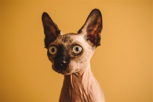 Everything You Need to Know About the Hairless Cat