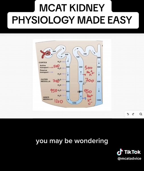 Understanding Kidney Physiology for MCAT Preparation