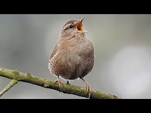 Eurasian Wren singing. Zaunkönig singt. Eifel, Germany. Nikon P900