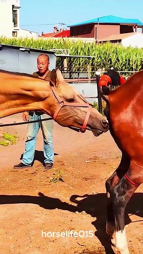 horselife015 on TikTok