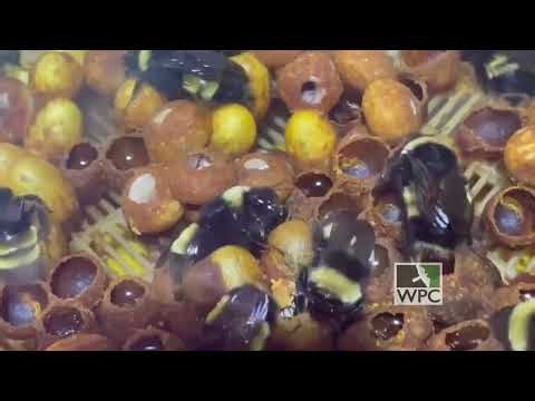 Yellow-banded bumble bee worker emerging