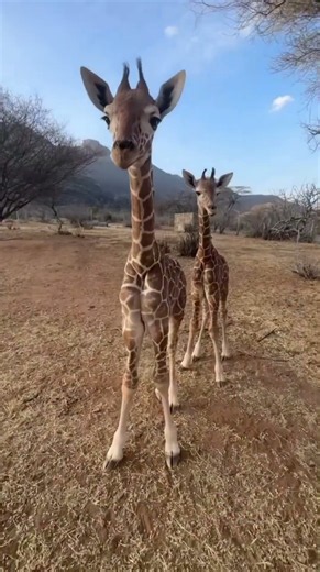 Cute Baby Giraffes Playing in the Wild | Adorable Baby Giraffe Moments