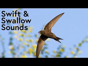 Swift & Swallow Bird Sounds in Late Spring - UK