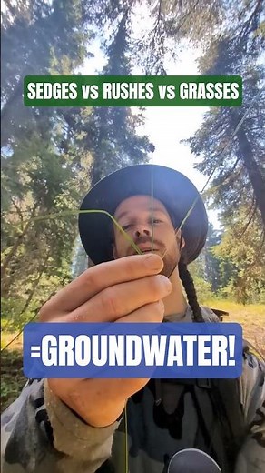 Find Groundwater by identifying Sedges, Rushes & Grasses 🌾💦