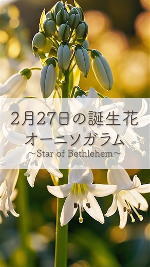 この花、星みたい🌟2月27日の誕生花「オーニソガラム」 #shorts