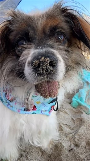 Ruthie on Instagram: "Idk, you tell me. Do you think so? 🐣 dog mom, dog humor, beach time, dog beach, rescue dog, dog model, fluffy dog #sassywoof #sunnytails #goldinaugustco Ruthie’s outfit: Harness & collar: @sassywoof (code RUTHIE) Leash: @shopsunnytails (code RUTHIE) ID: @gold.in.august.co (code RUTHIE)"