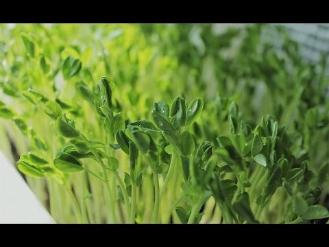How to Grow Dun Pea Microgreens