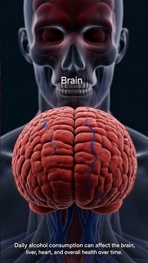 What Happens When You Drink Alcohol Every Day? | 3D Human Anatomy Explained